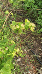 Mirabilis