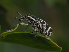 Chrysolopus spectabilis