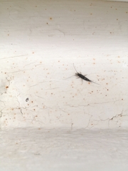 Petrobius brevistylis