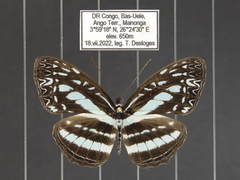 Pseudoneptis bugandensis ianthe