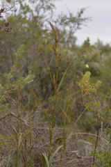 Schoenus grandiflorus