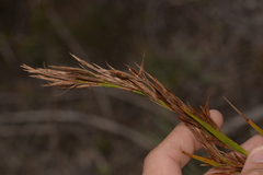 Schoenus grandiflorus