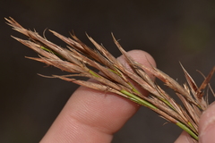 Schoenus grandiflorus