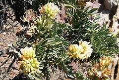 Anthyllis barba-jovis