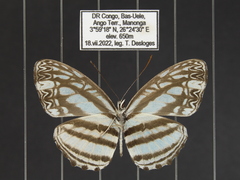 Pseudoneptis bugandensis ianthe