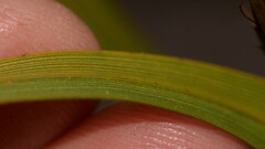 Schoenus grandiflorus