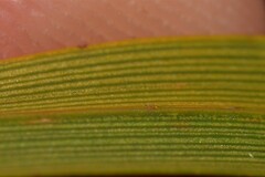 Schoenus grandiflorus