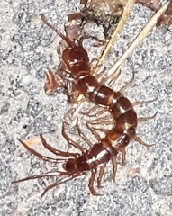 Lithobius forficatus
