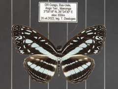 Pseudoneptis bugandensis ianthe