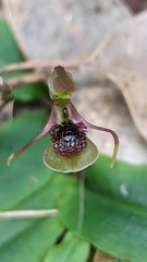 Chiloglottis