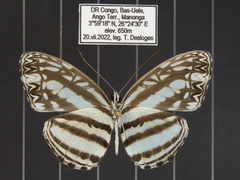 Pseudoneptis bugandensis ianthe