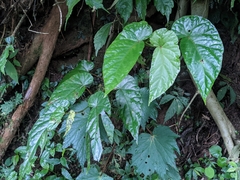 Begonia longifolia