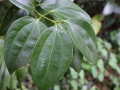 Cinnamomum kotoense