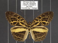 Catuna angustatum