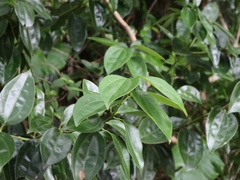 Cinnamomum kotoense