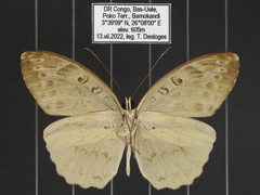 Catuna angustatum