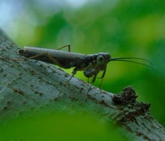 Mantoida maya