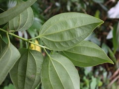 Cinnamomum kotoense