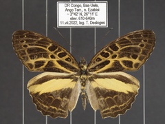 Catuna angustatum