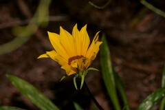 Gazania linearis