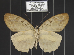 Catuna angustatum