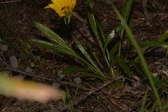 Gazania linearis
