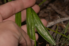 Gazania linearis