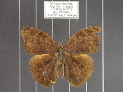 Euriphene incerta incerta