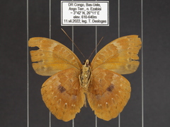 Euriphene incerta incerta
