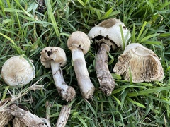 Chlorophyllum molybdites