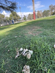 Chlorophyllum molybdites