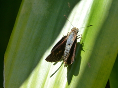 Cephrenes augiades