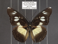 Pseudacraea lucretia protracta