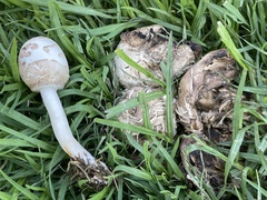 Chlorophyllum molybdites
