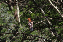 Upupa epops africana