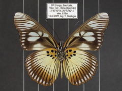 Pseudacraea lucretia protracta