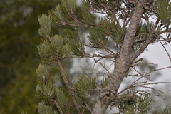 Adenanthos cygnorum