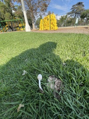 Chlorophyllum molybdites