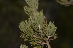 Adenanthos cygnorum