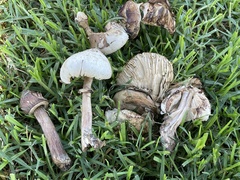Chlorophyllum molybdites