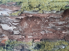 Scolytus