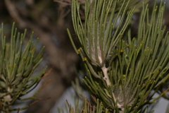 Adenanthos cygnorum