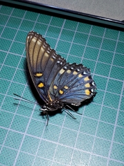Limenitis arthemis arizonensis