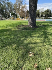Chlorophyllum molybdites