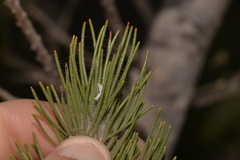 Adenanthos cygnorum