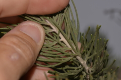 Adenanthos cygnorum