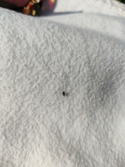 Deltocephalus pulicaris