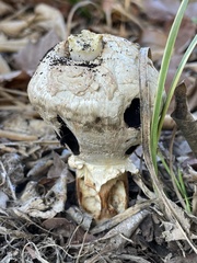 Agaricus deserticola