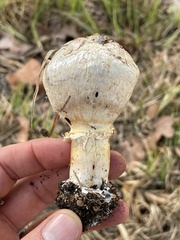 Agaricus deserticola