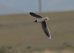 Hydrocoloeus minutus